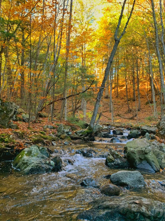 a small creek running through a wooded forest