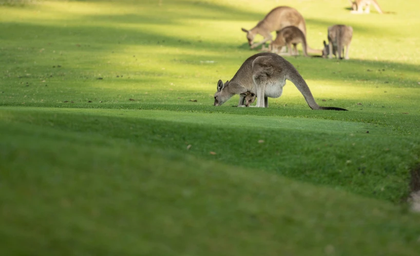 a group of kangaroos eating in the grass