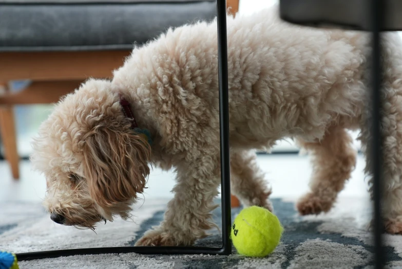 there is a dog looking down at its ball