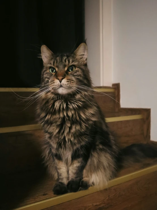 the long haired cat is staring ahead and inquisitively