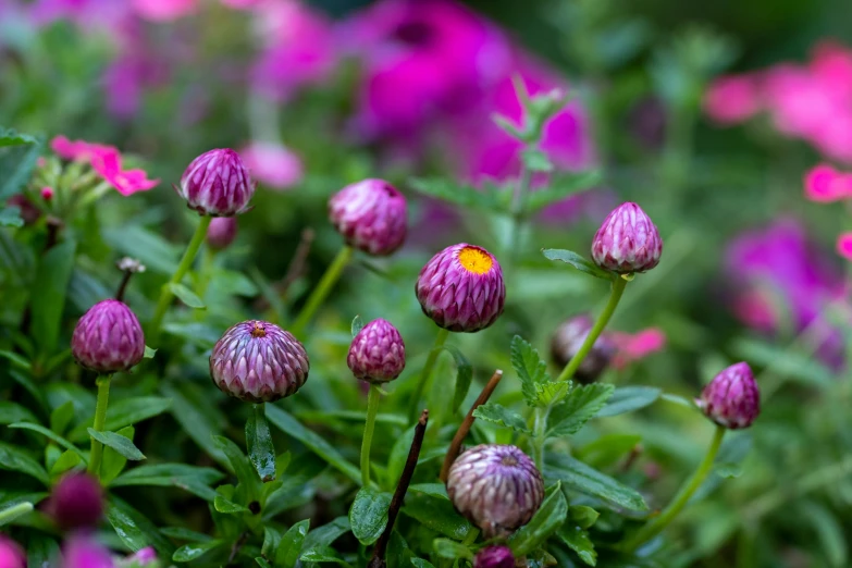 a yellow and red flower in a field of pink flowers