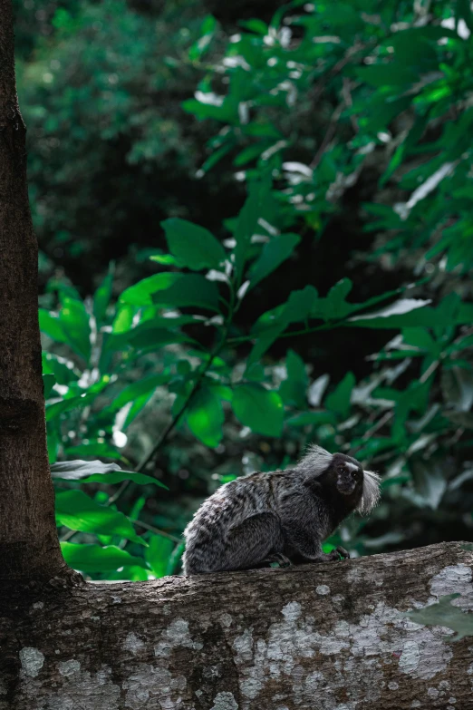 a small gray owl sits on a nch