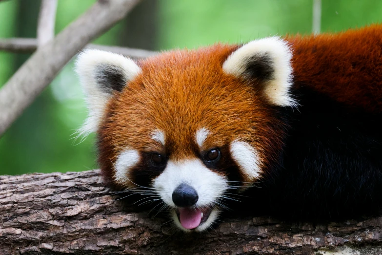 the red panda is making a sleepy face while laying on a nch