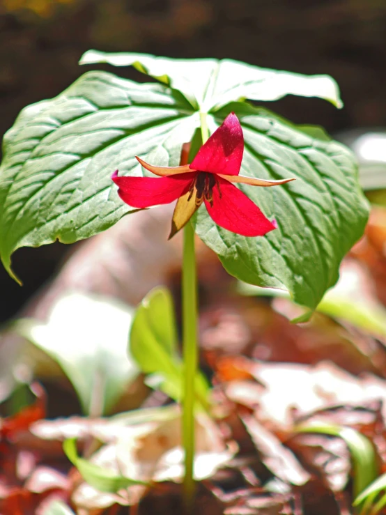 a small red flower on a green stem