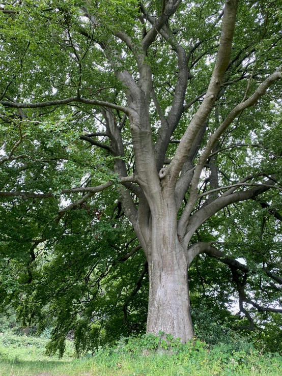 large tree surrounded by lush green grass under the trees