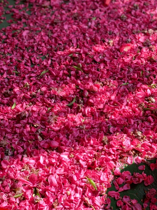 a fire hydrant covered in bright pink flowers