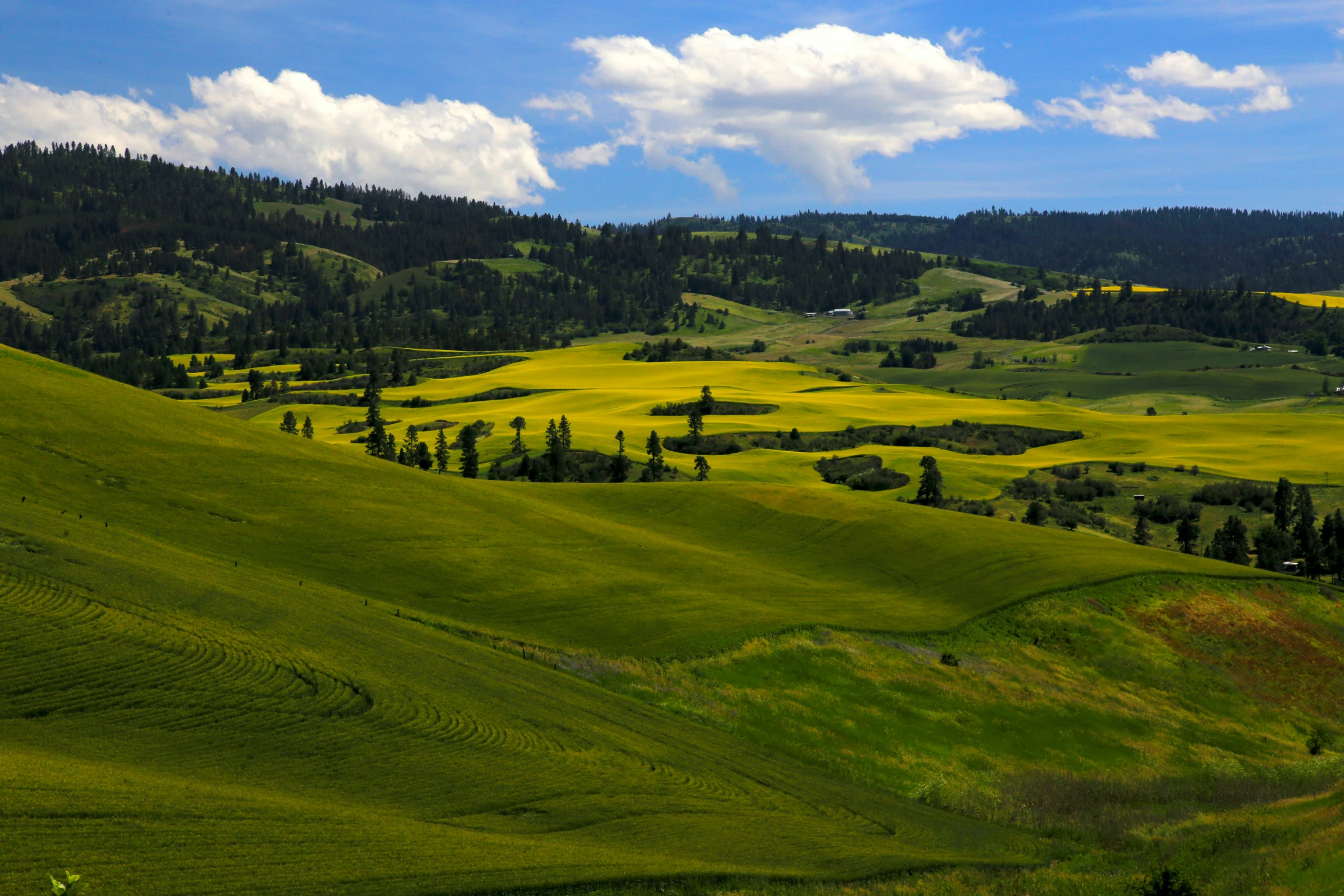 green fields with trees, mountains, and sky