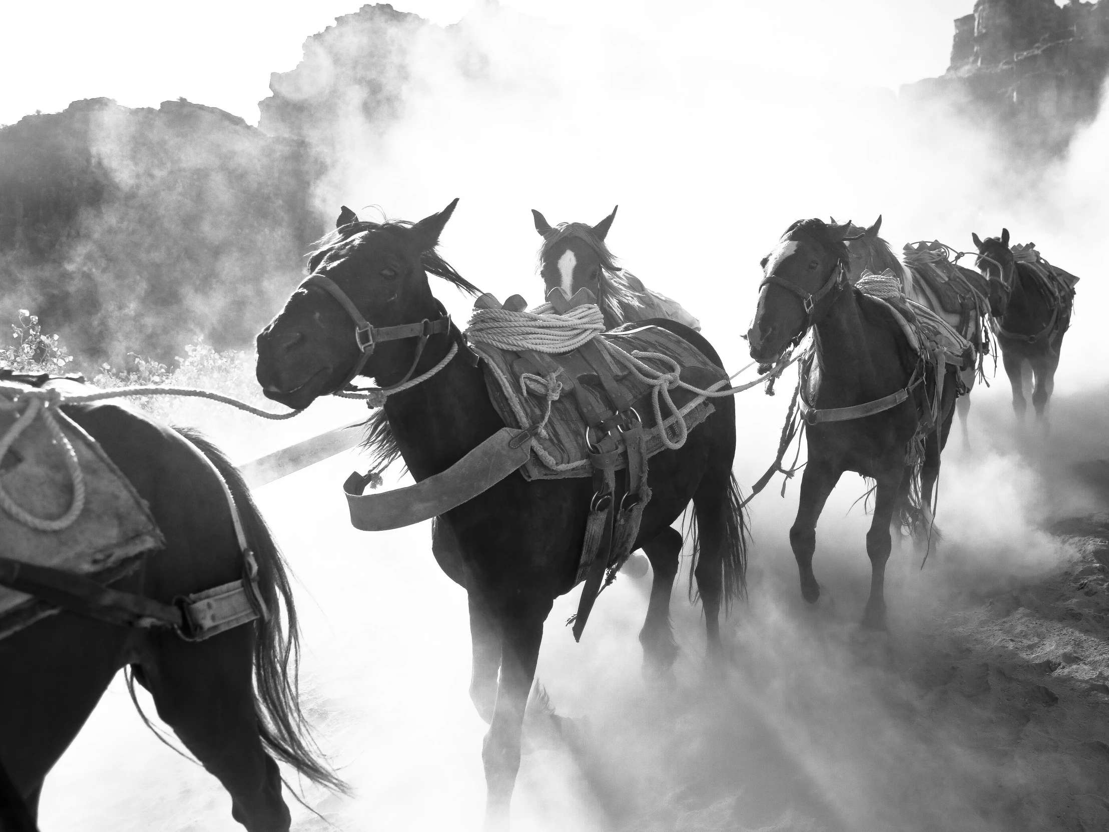 a group of horses that are walking down a hill