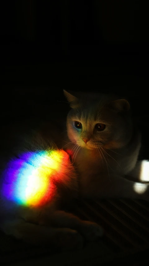 cat looking at brightly lit object sitting on a dark floor