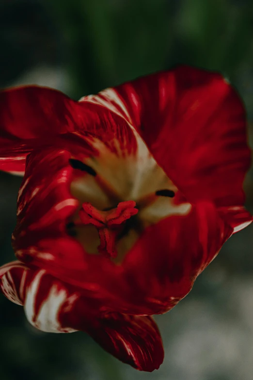 a red and white flower is on display