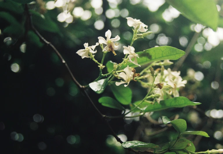 flowers in the trees in a rain shower