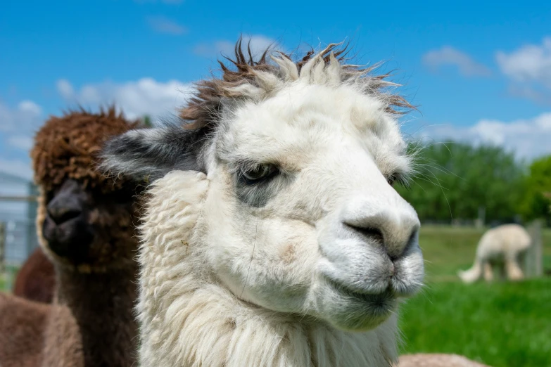 two alpacas look at the camera while on a sunny day