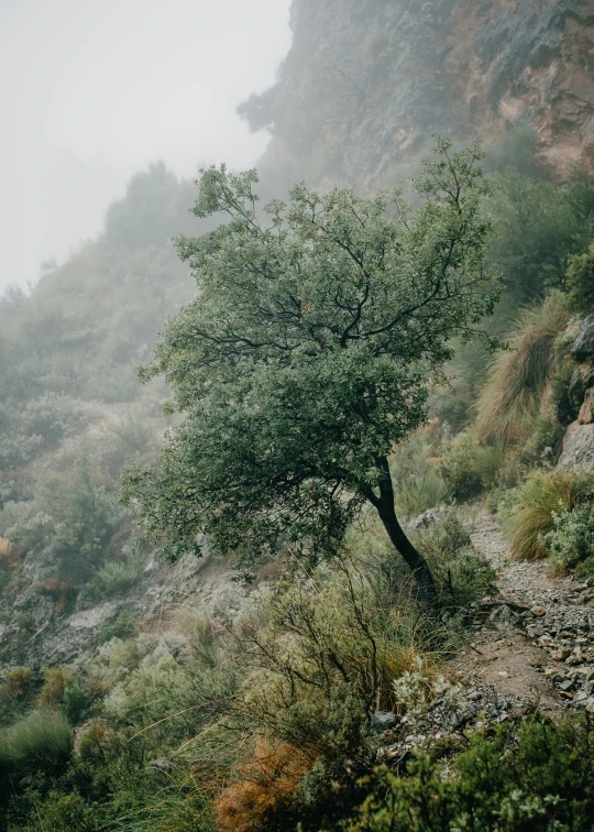 a tree sitting on a hill in the fog