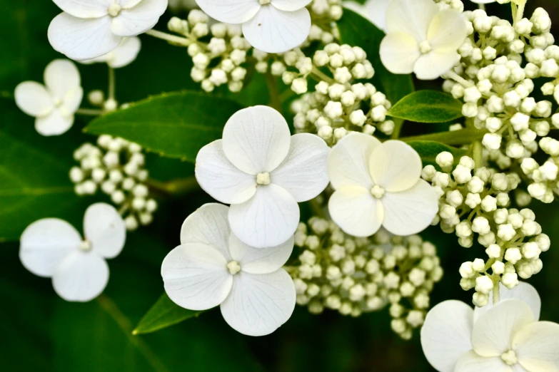 white flowers blooming on the side of a green tree