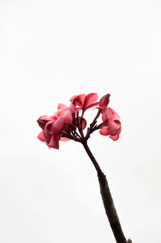 a tree with two pink flowers growing on it