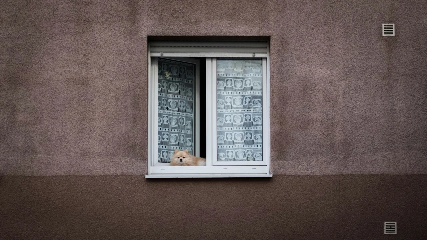 an animal sits in a small window while looking out