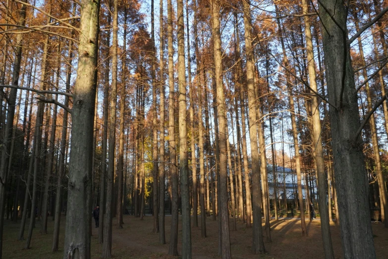 the view of trees in a large pine forest