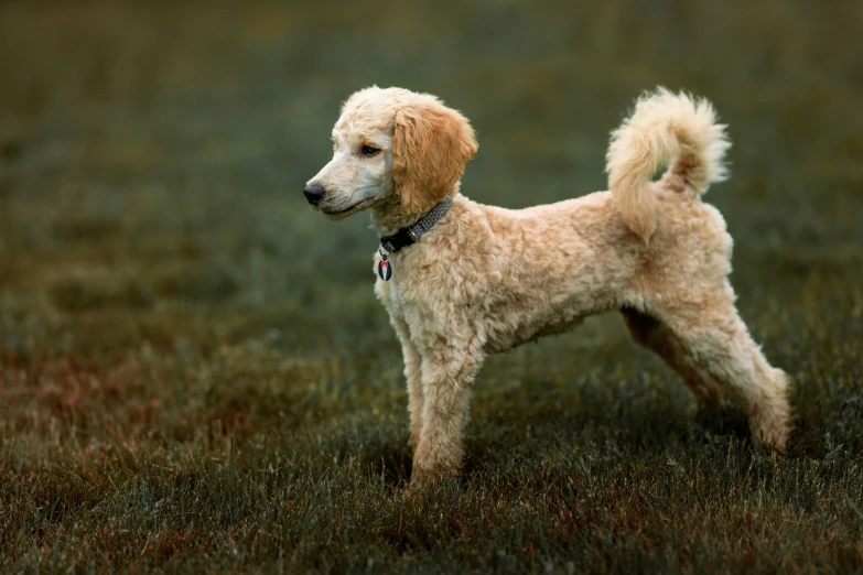 a brown dog standing on top of a lush green field