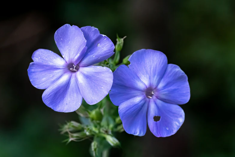 the three blue flowers have green leaves around them