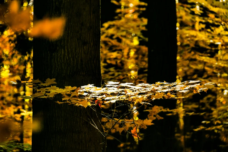 the trees have yellow leaves in their trunks