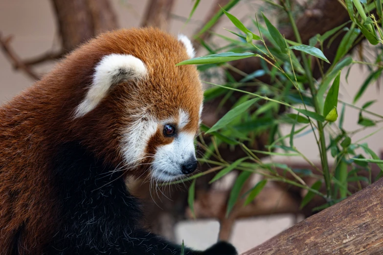 red panda sitting on a tree log next to plants