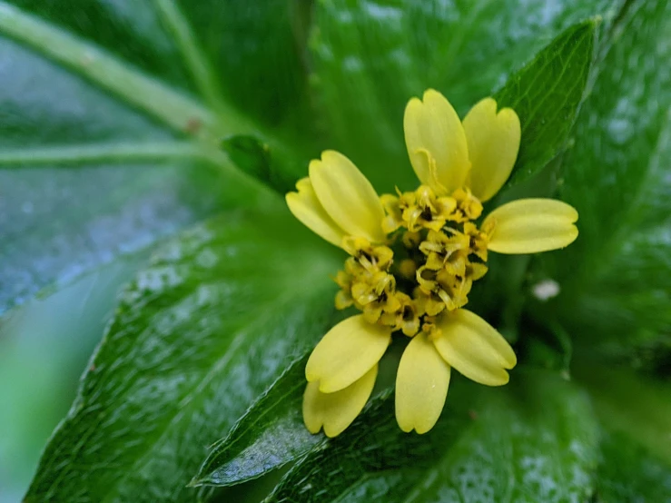 the yellow flower is blooming all around