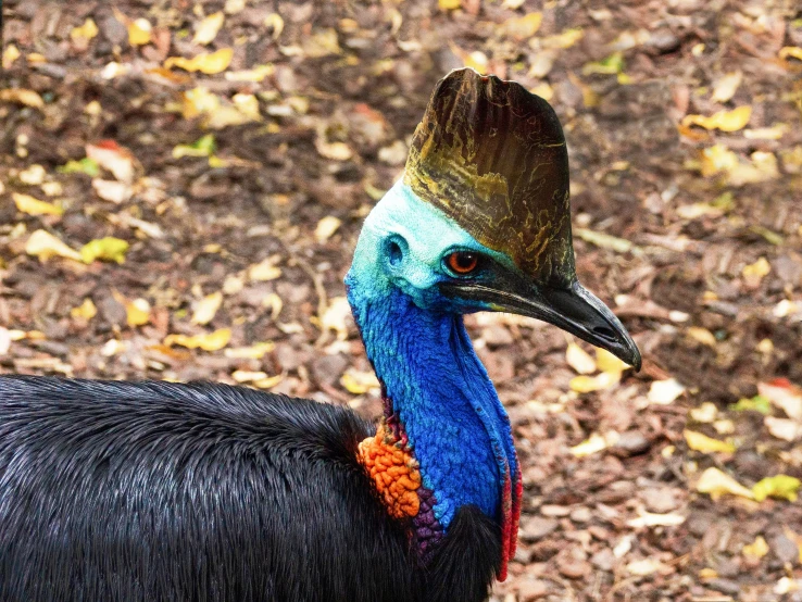 a colorful bird with long neck standing next to leaves