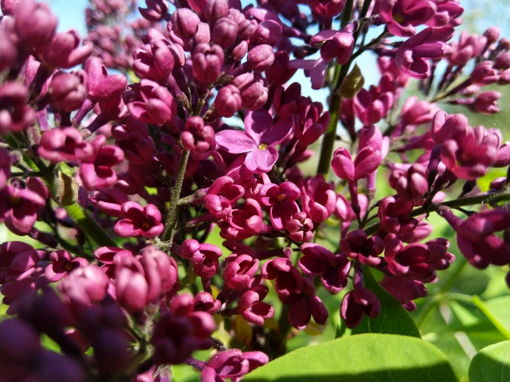 purple flowers growing in an open field on a sunny day