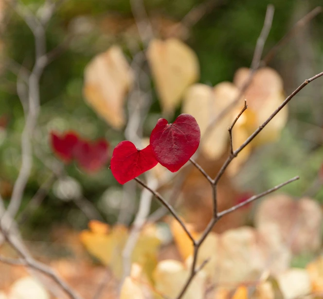 two red hearts on a small twig in front of leaves