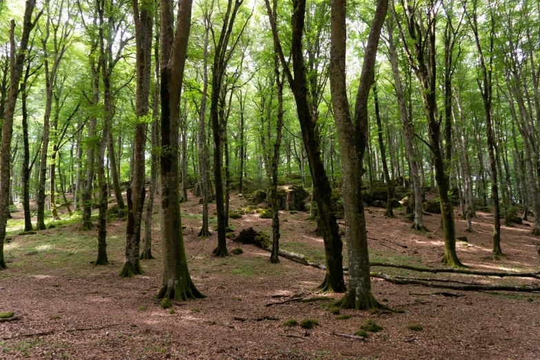 an area with many trees and sp grass