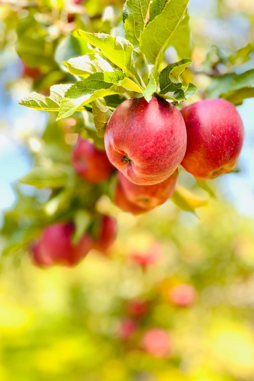 some red apples that are hanging from the nch