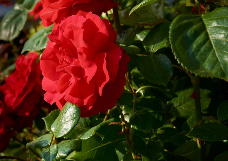 some very pretty red flowers on a bush