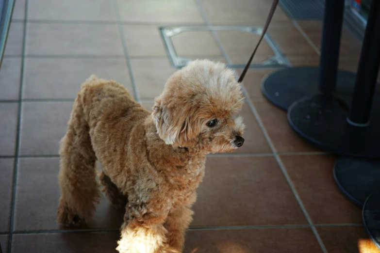 this little dog stands in the sun at his leash