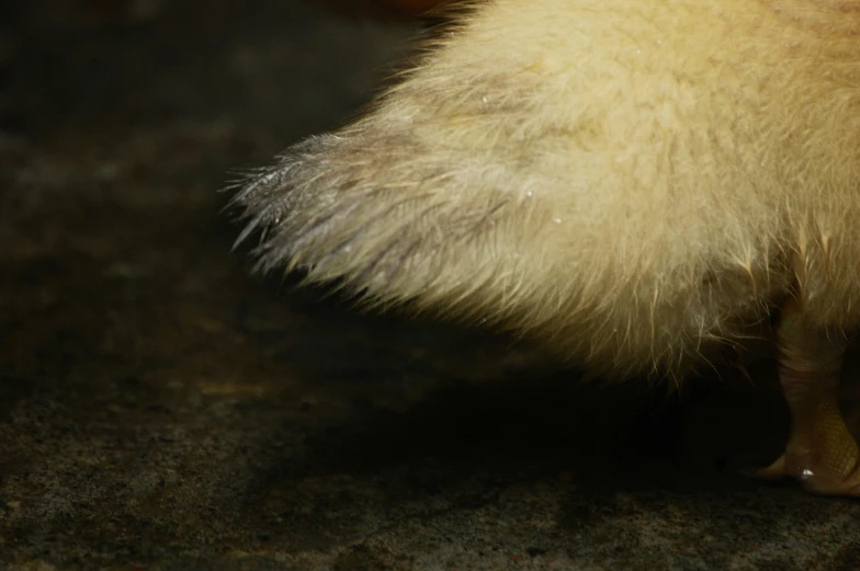 the tail of a long haired furry animal