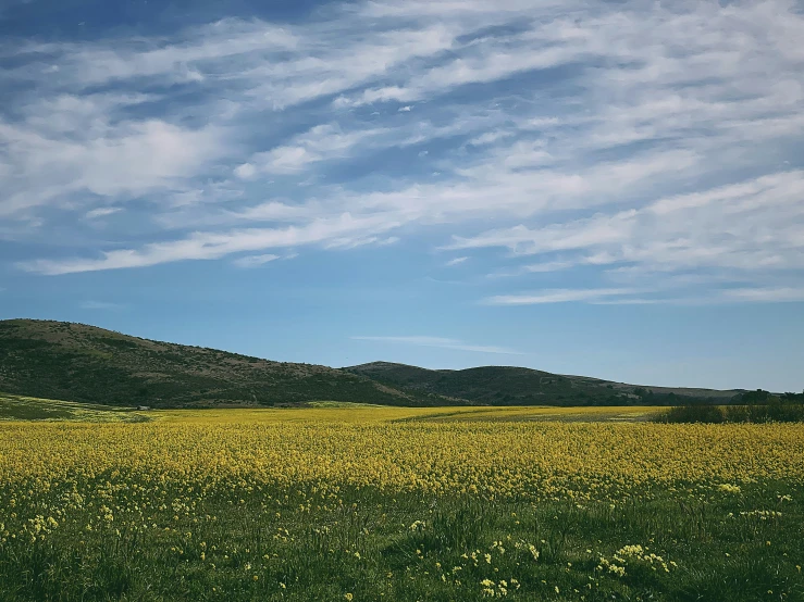 a yellow and green field that has a hill in the distance