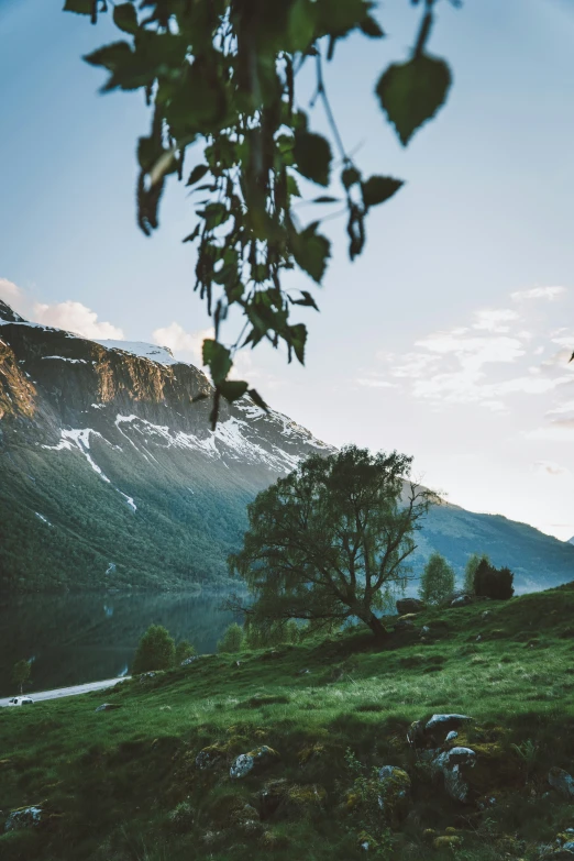 a scenic valley with mountains and trees in the foreground