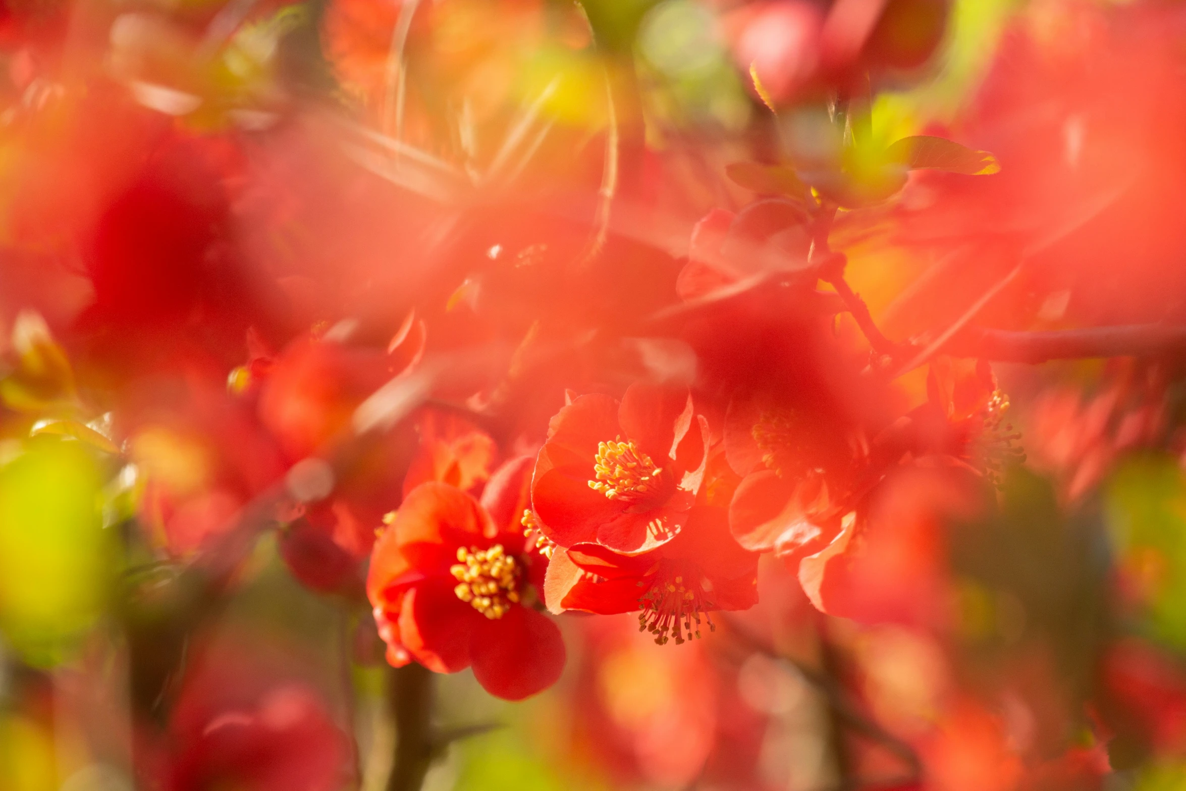 close up po of bright red flowers growing on tree