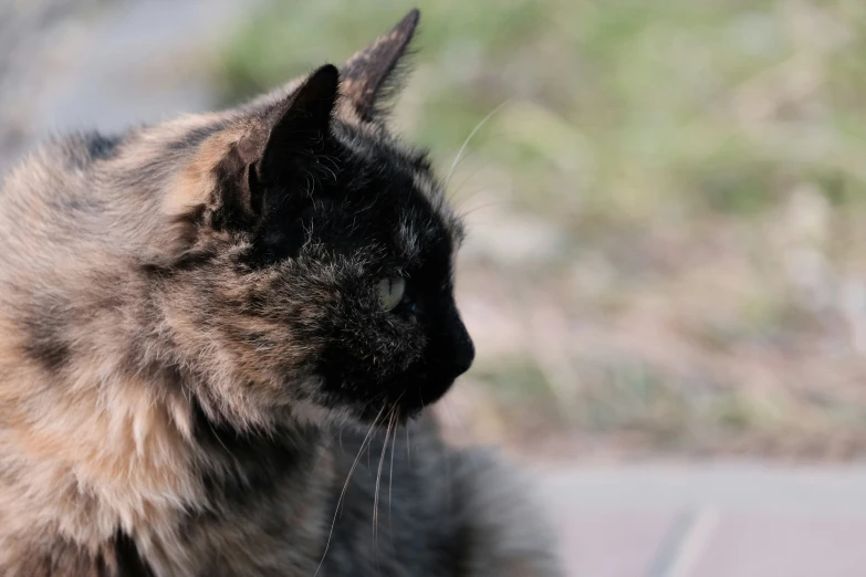 the black cat has very brown fur on it's head