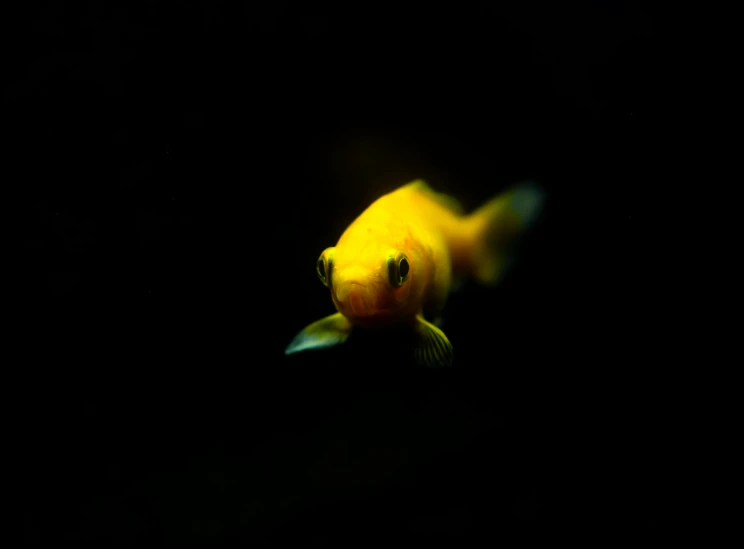 a yellow fish sitting on a black surface