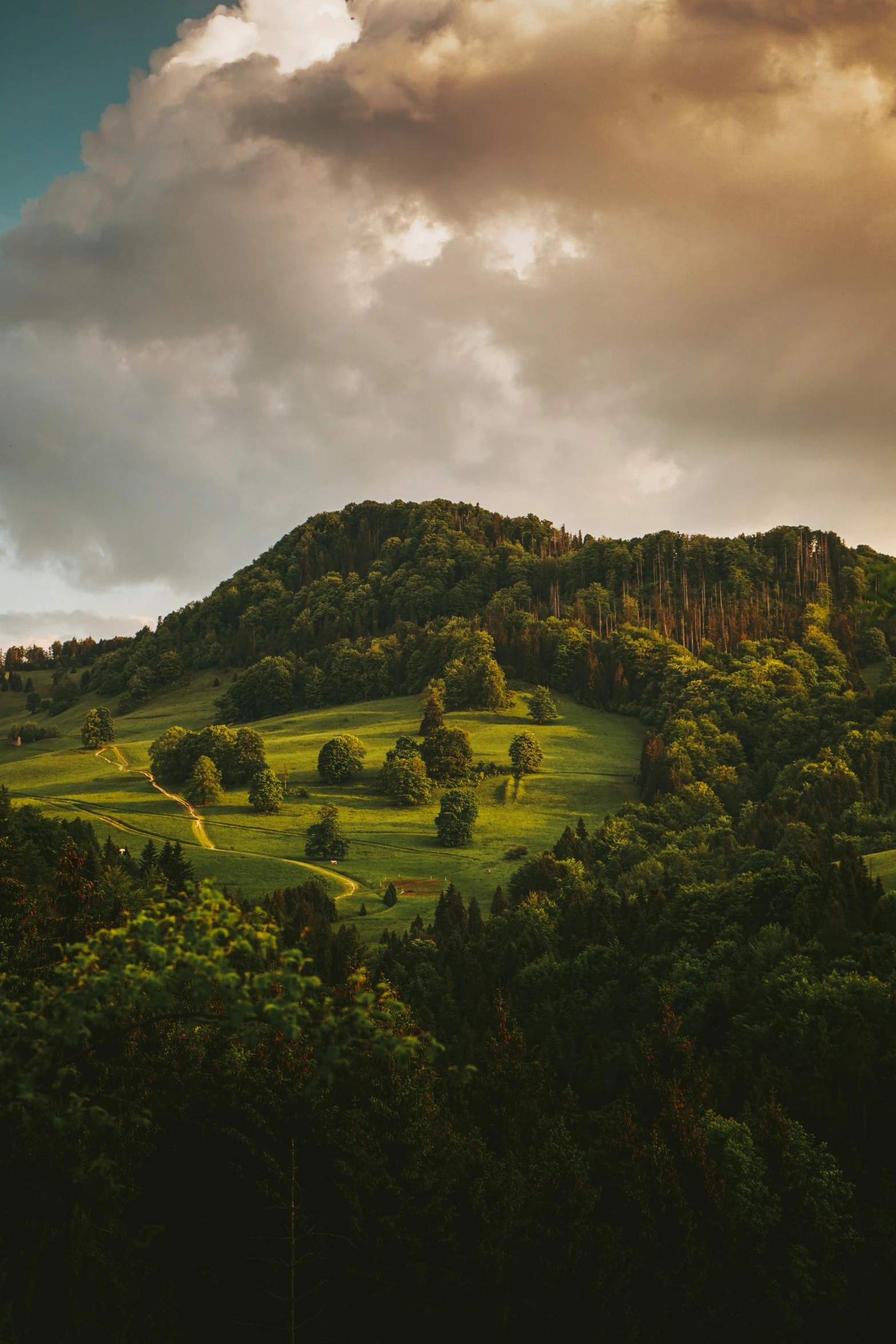 a hill with many trees on the side of it