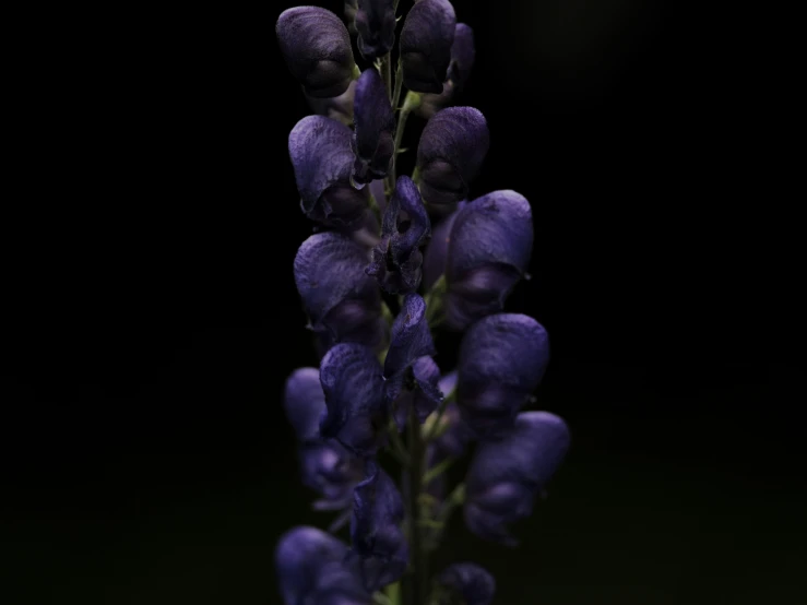 the flower is purple in color with light on