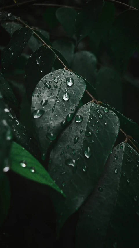 drops of rain sit on the leafs of a tree