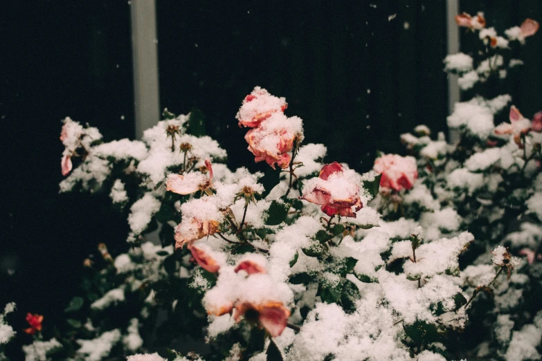 a flower bed with pink flowers covered in snow