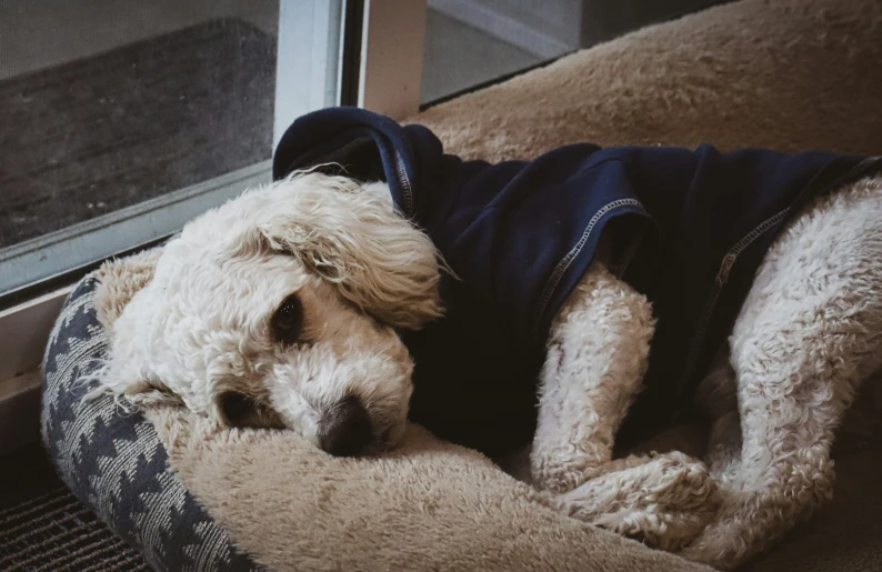 a dog sleeping on top of a pillow on a bed