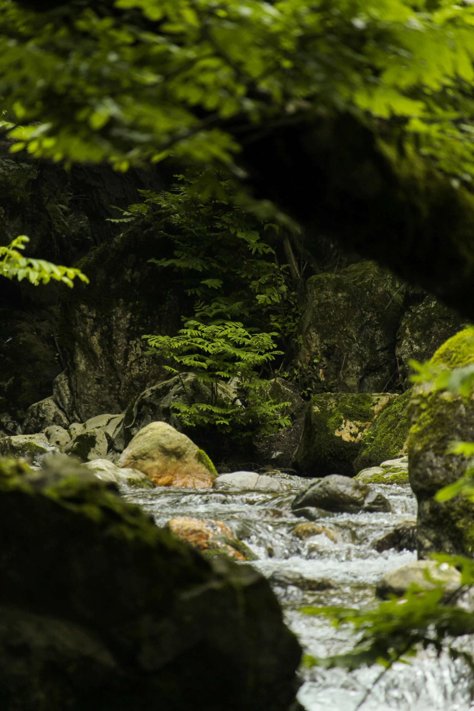 rocks covered with green leaves are next to a stream