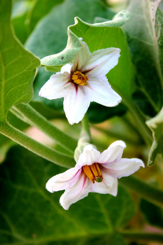 a couple of white flowers with green leaves in the background