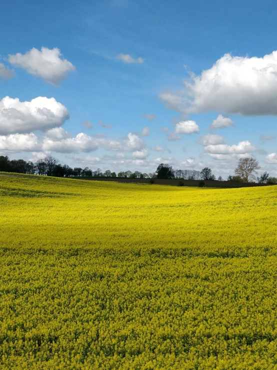 a yellow field with several clouds in the sky