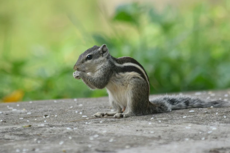 a chipp chip on the ground looking at the camera