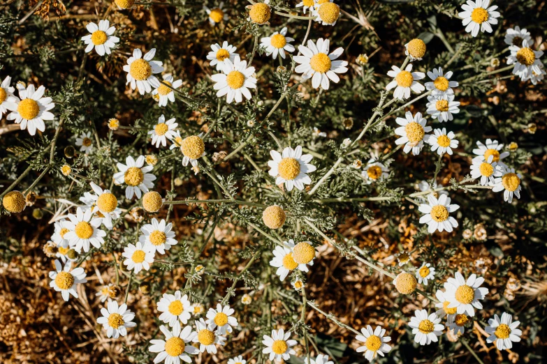 closeup view of yellow and white flowers