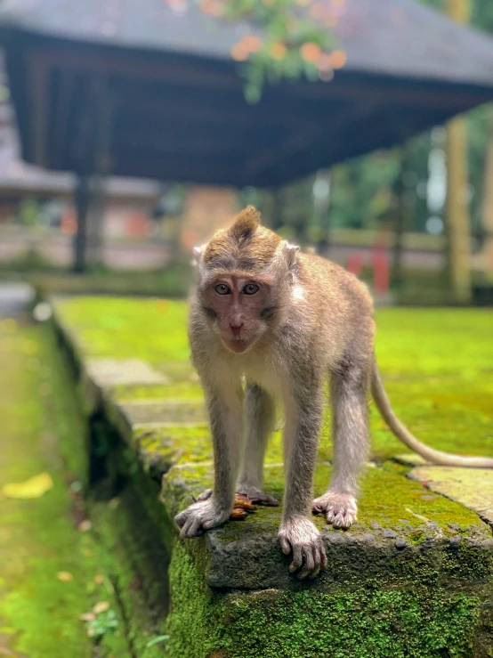 a young monkey stands on a rock wall